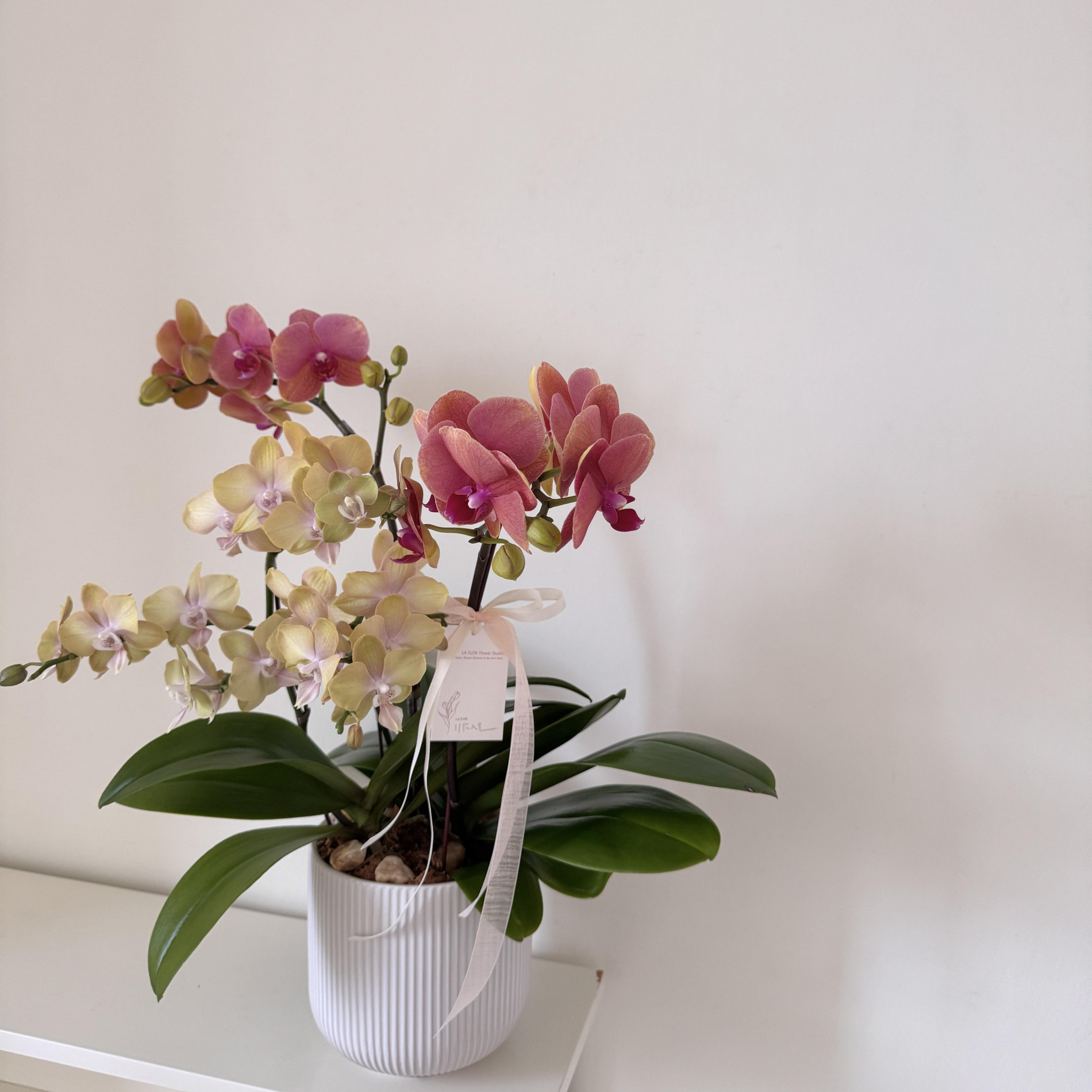 現貨 新年調色盤蘭花盆栽 蝴蝶蘭/年花/開幕花禮/升遷花禮 2