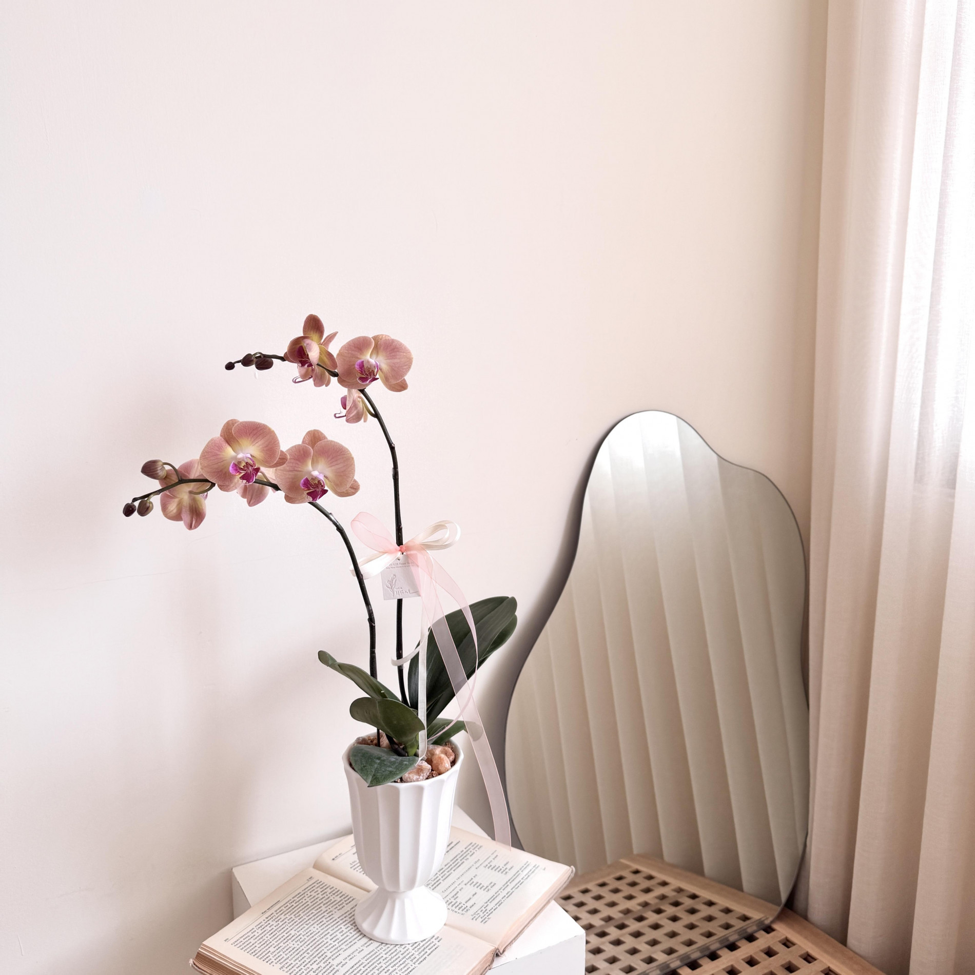 現貨 蜜桃花園蘭花盆栽 蝴蝶蘭/年花/開幕花禮/升遷花禮 3